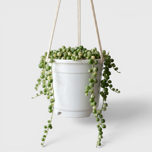 String of Pearls Variegated – Bushy Well Rooted Trailing Hanging Succulent Plant | Low Maintenance Home Decor Plant | Bare Rooted