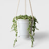 String of Pearls Variegated – Bushy Well Rooted Trailing Hanging Succulent Plant | Low Maintenance Home Decor Plant | Bare Rooted