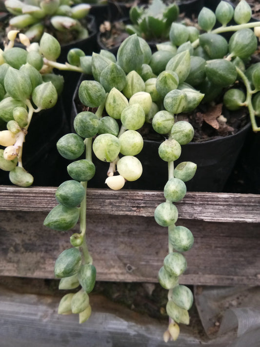 Variegated String of Tears Succulent Plant - My Store