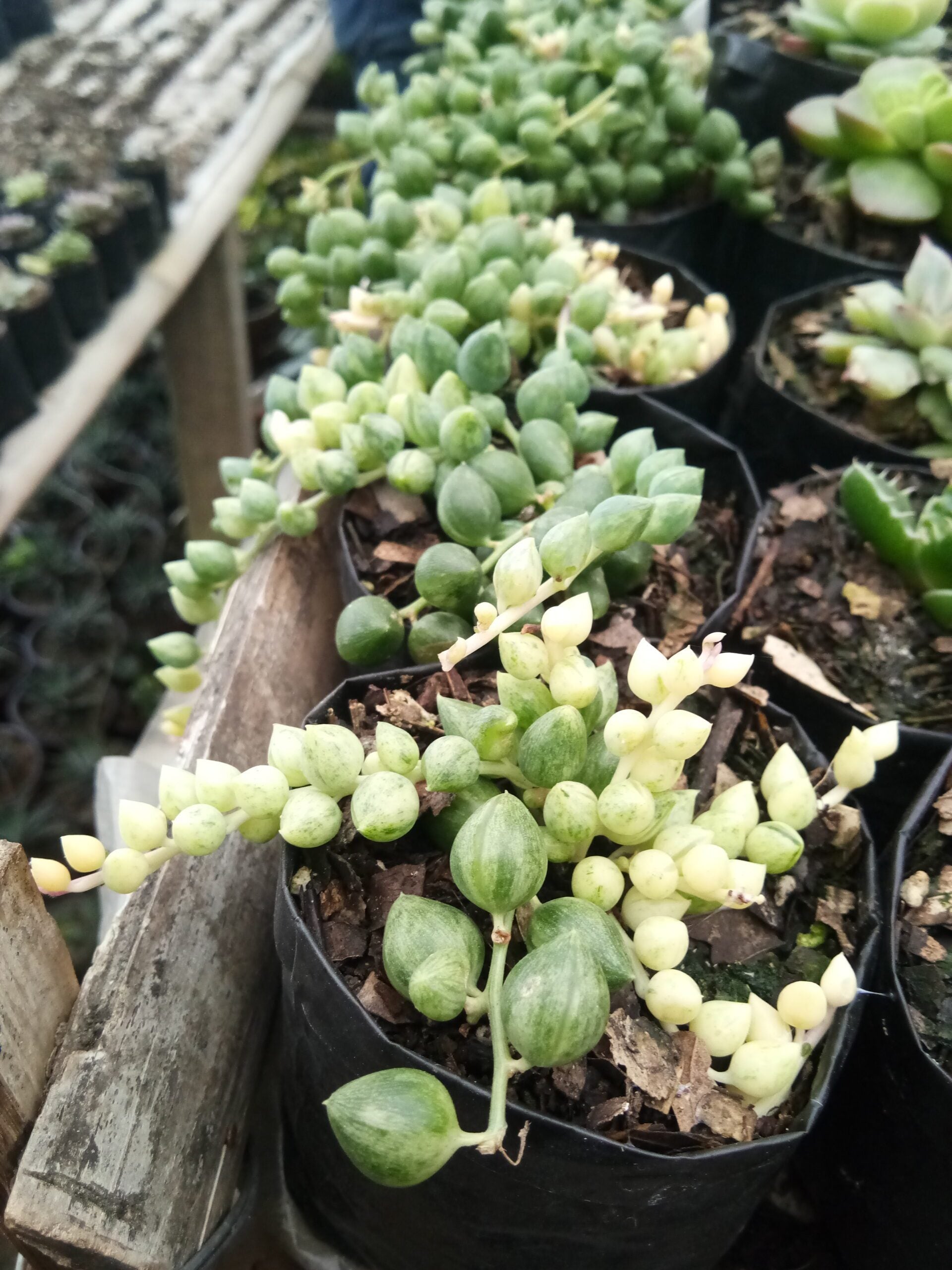 Variegated String of Tears Succulent Plant - My Store