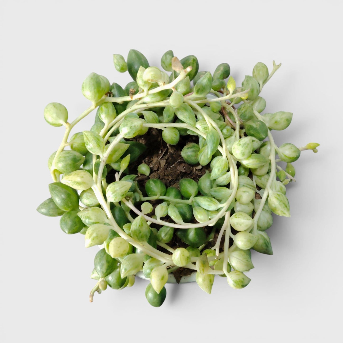 String of Tears Variegated – Bushy Well Rooted Trailing Hanging Succulent Plant | Low Maintenance Indoor Plant | Bare Rooted