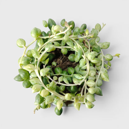 String of Tears Variegated – Bushy Well Rooted Trailing Hanging Succulent Plant | Low Maintenance Indoor Plant | Bare Rooted