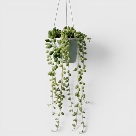 String of Tears Variegated – Bushy Well Rooted Trailing Hanging Succulent Plant | Low Maintenance Indoor Plant | Bare Rooted