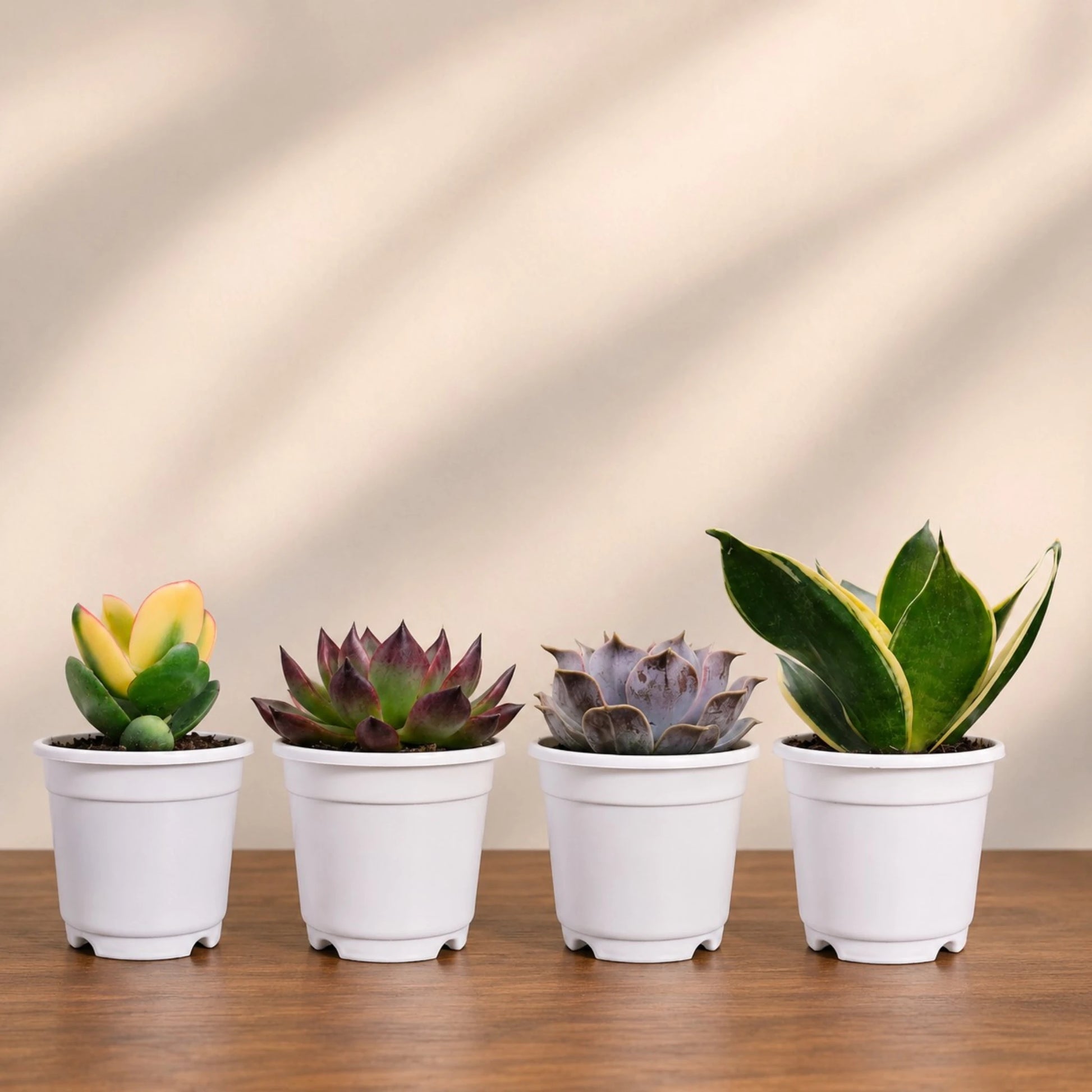 Colourful Indoor & Outdoor Plants Collection of 4 | Variegated Succulents & Air Purifying Plant