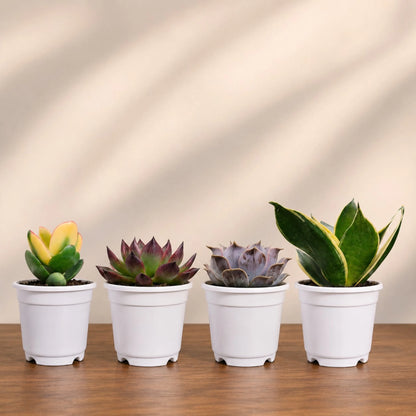 Colourful Indoor & Outdoor Plants Collection of 4 | Variegated Succulents & Air Purifying Plant