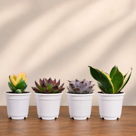 Colourful Indoor & Outdoor Plants Collection of 4 | Variegated Succulents & Air Purifying Plant