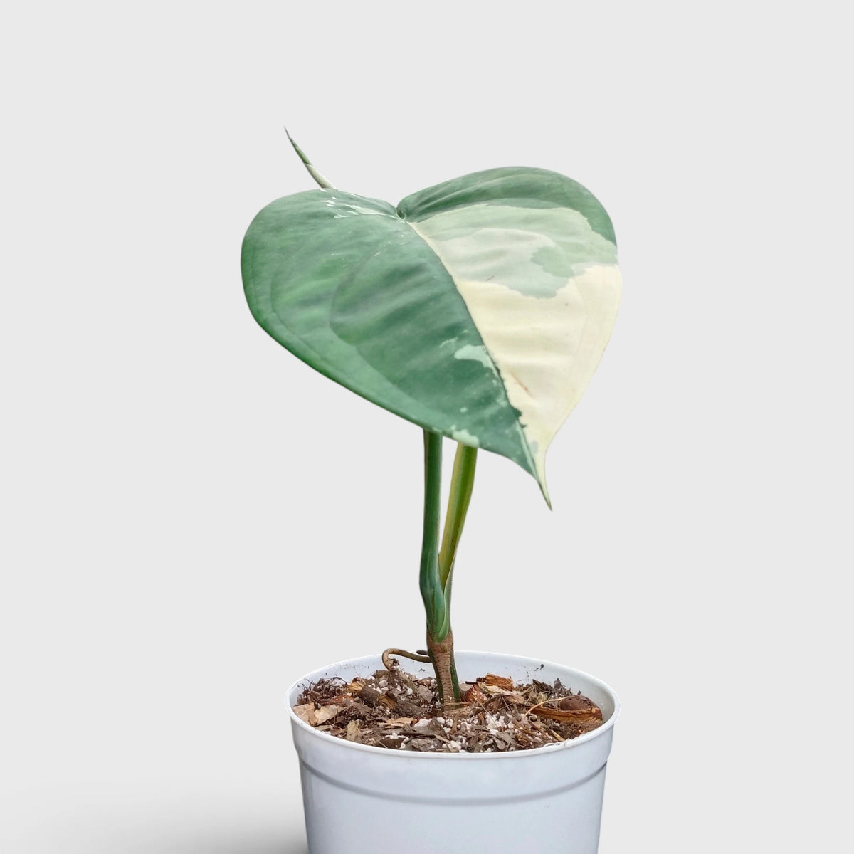 Syngonium Chiapense Variegated – Rare Aroid Foliage Indoor Plant (20-25 CM)