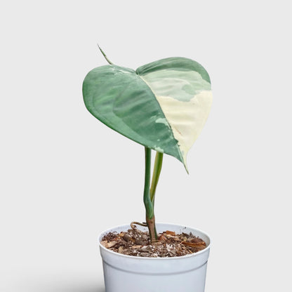 Syngonium Chiapense Variegated – Rare Aroid Foliage Indoor Plant (20-25 CM)