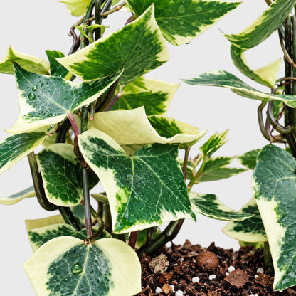The Ivy Arch – Variegated Wax Ivy | Decorative Plant for Home & Gifting