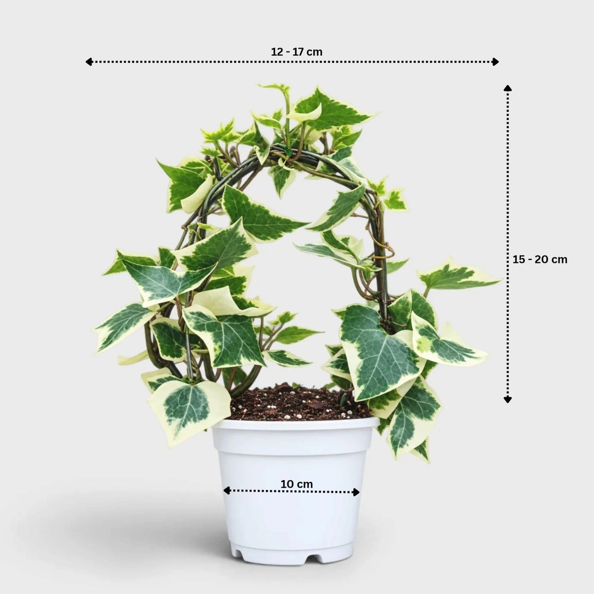 The Ivy Arch – Variegated Wax Ivy | Decorative Plant for Home & Gifting