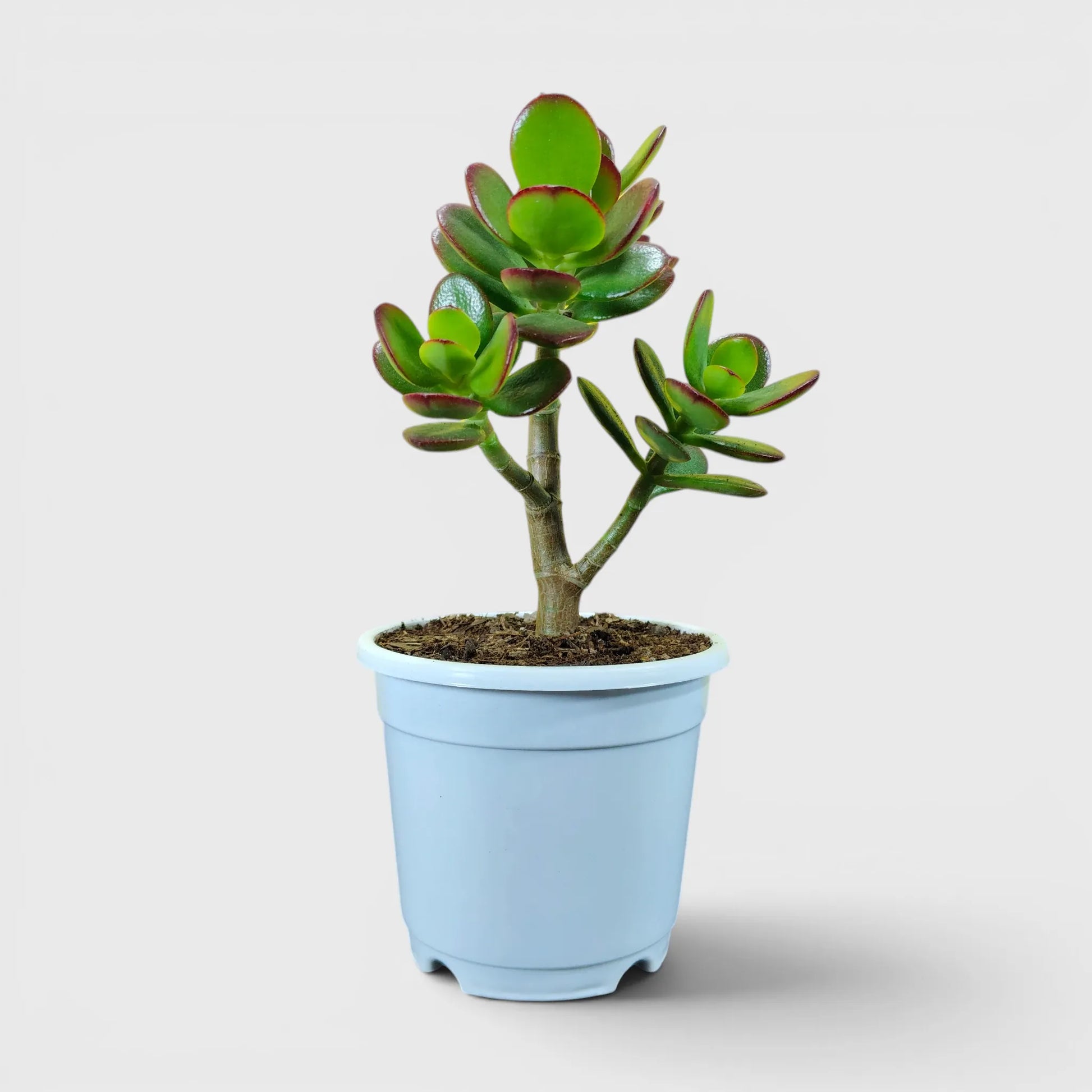 Mature jade plants with attractive foliage
