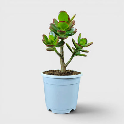 Mature jade plants with attractive foliage
