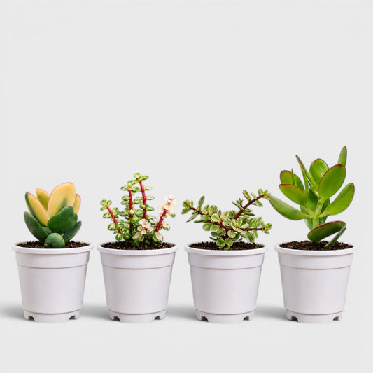 Lucky Jade Plants Collection of 4 | Vastu & Prosperity Plants with Free Shipping