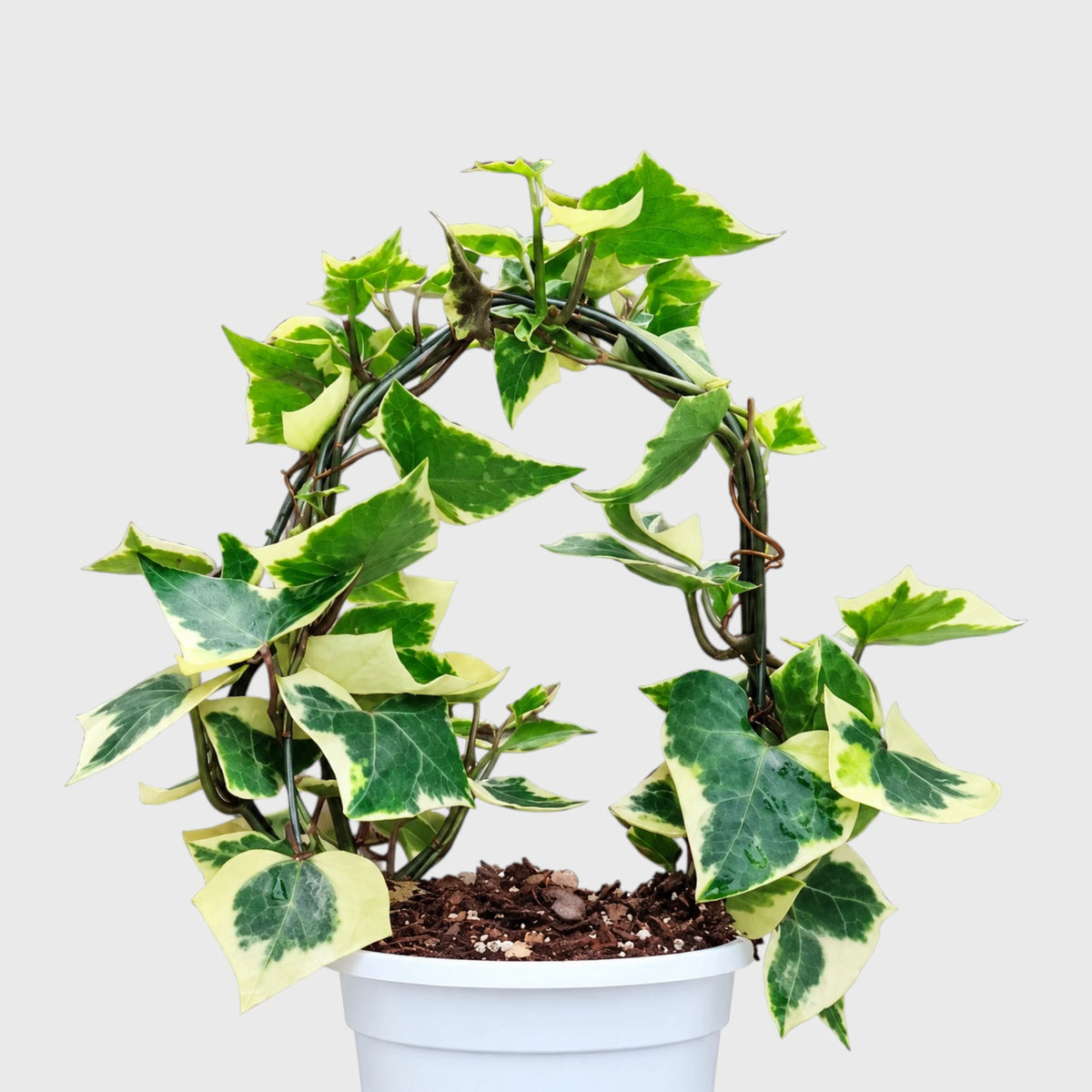 The Ivy Arch – Variegated Wax Ivy | Decorative Plant for Home & Gifting