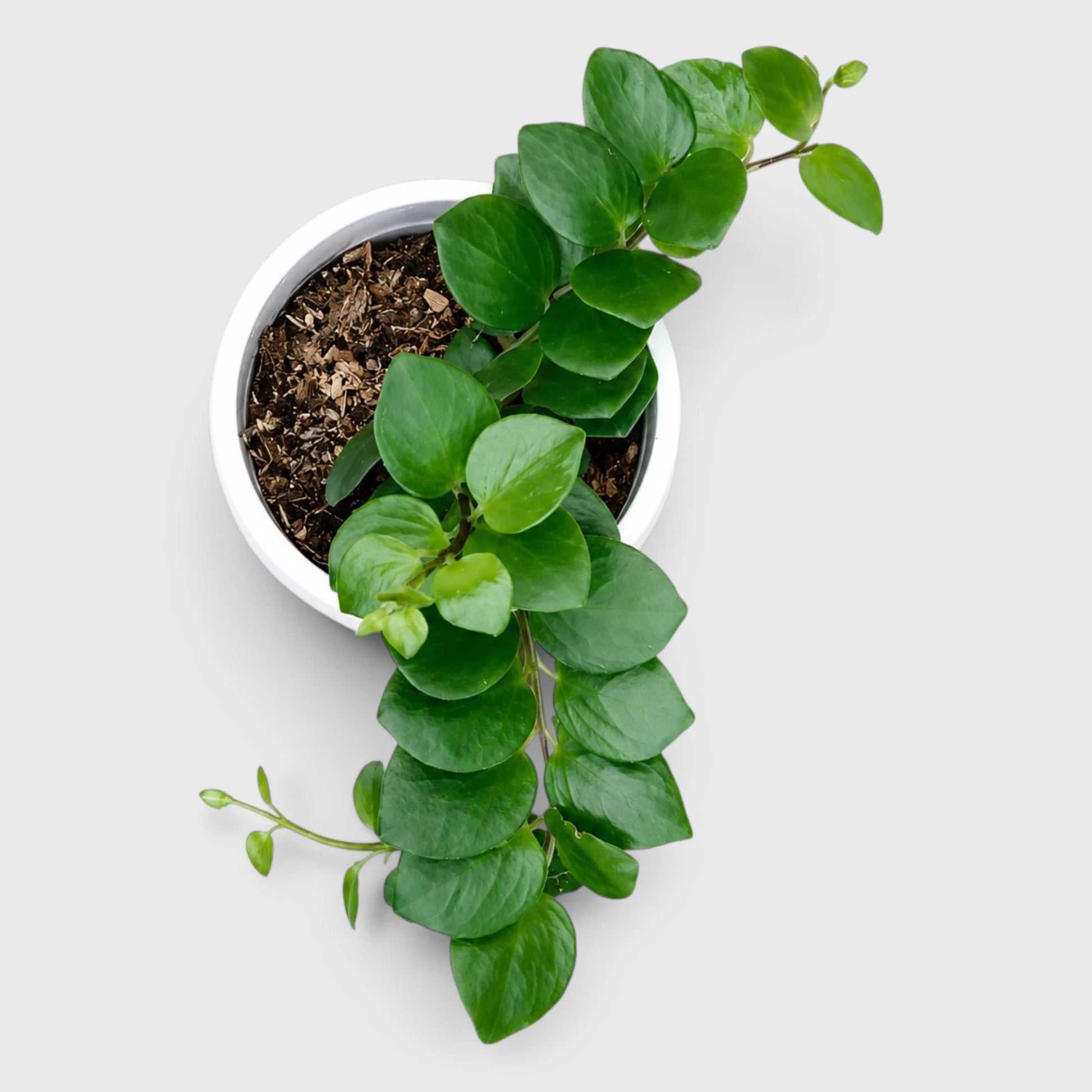 Aeschynanthus 'Thai Pink' – Thai Pink Lipstick Plant | Well-Rooted Live Plant