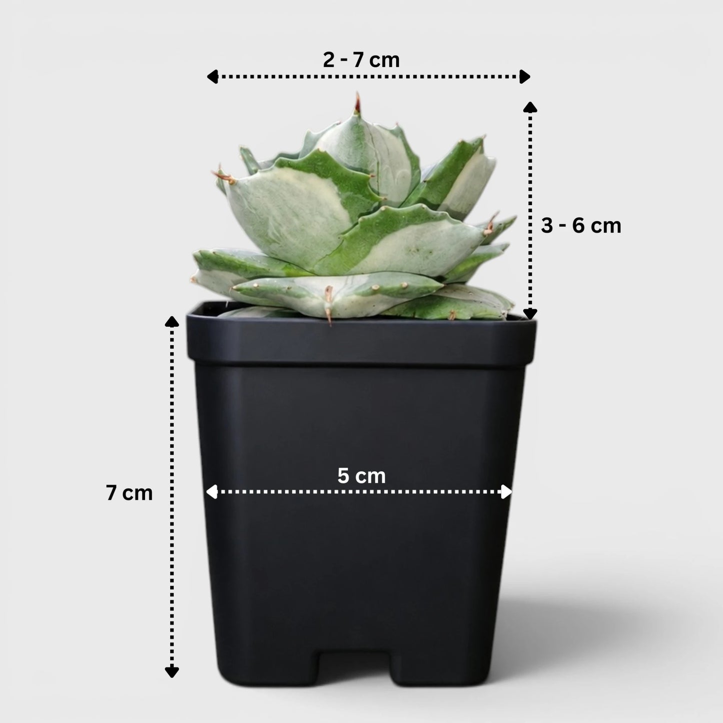 Rare Agave Potatorum Albo Variegata | Well Rooted Mature Variegated Succulent