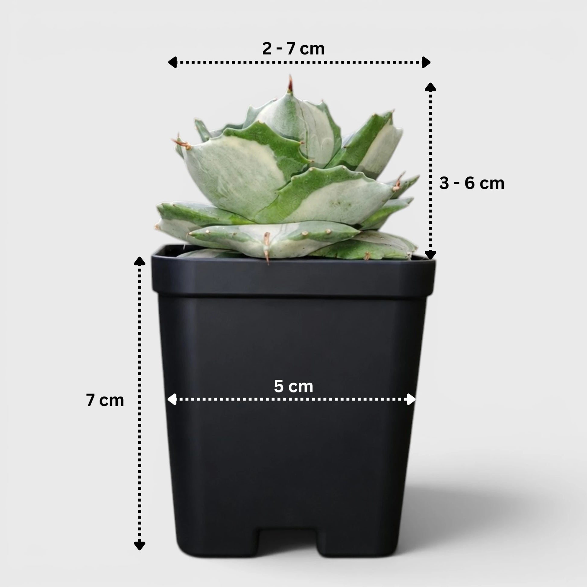 Rare Agave Potatorum Albo Variegata | Well Rooted Mature Variegated Succulent