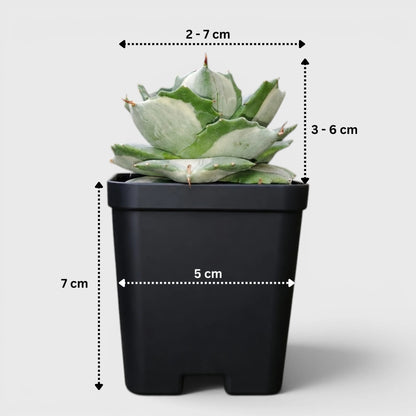 Rare Agave Potatorum Albo Variegata | Well Rooted Mature Variegated Succulent