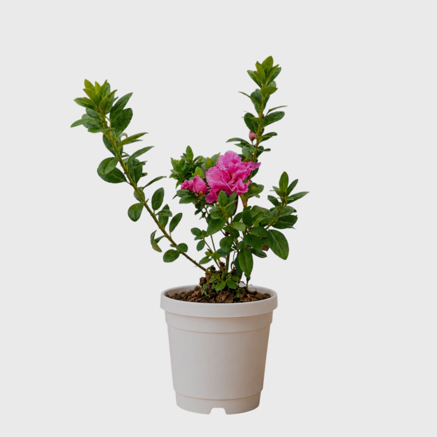 Azalea Hot Pink | Well Rooted Mature Flowering Plant