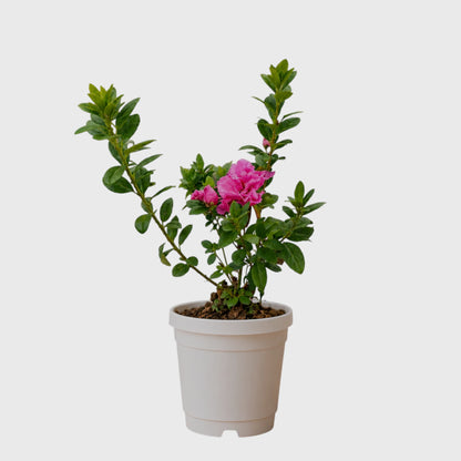 Azalea Hot Pink | Well Rooted Mature Flowering Plant