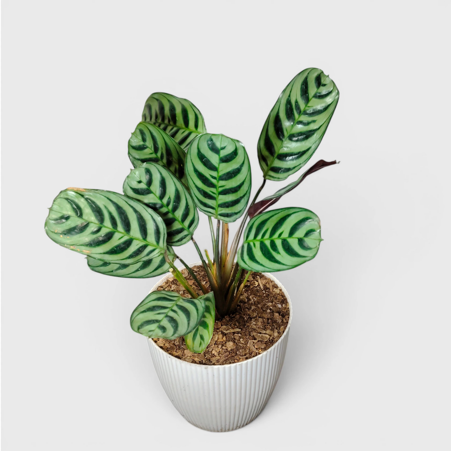 Ctenanthe Burle Marxii – Fishbone Prayer Plant for Home & Office