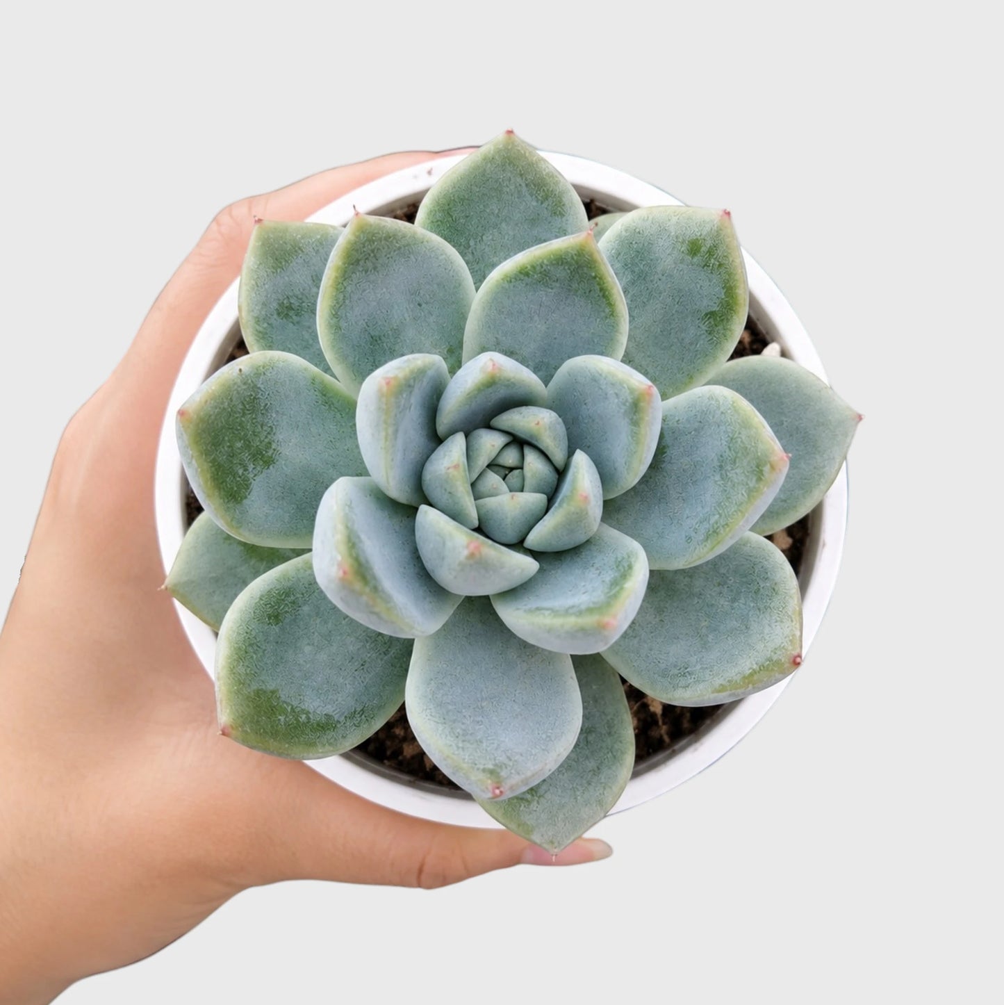 Echeveria Alba Beauty | Well Rooted Mature Rosette Succulent