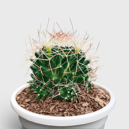 Mammillaria Decipiens (Bird's Nest Cactus) – Bristly Pincushion Cactus