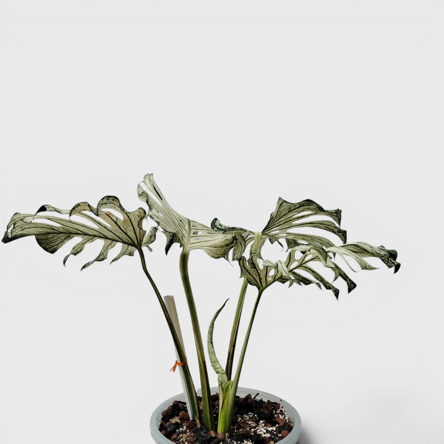 Rare Monstera 'Devil Monster' – Giant Fenestrated Monstera