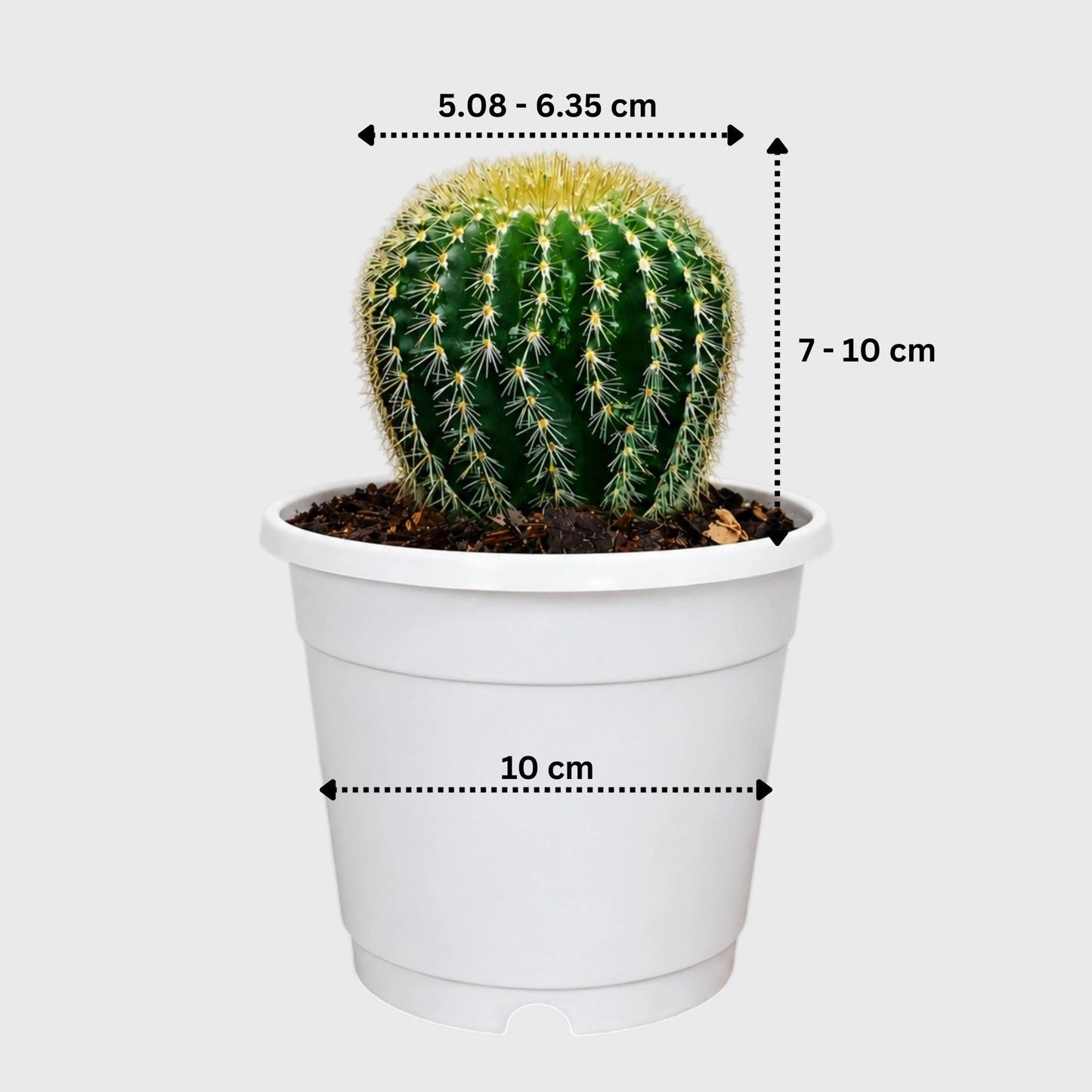 Parodia Leninghausii | Mature Flowering Golden Cactus