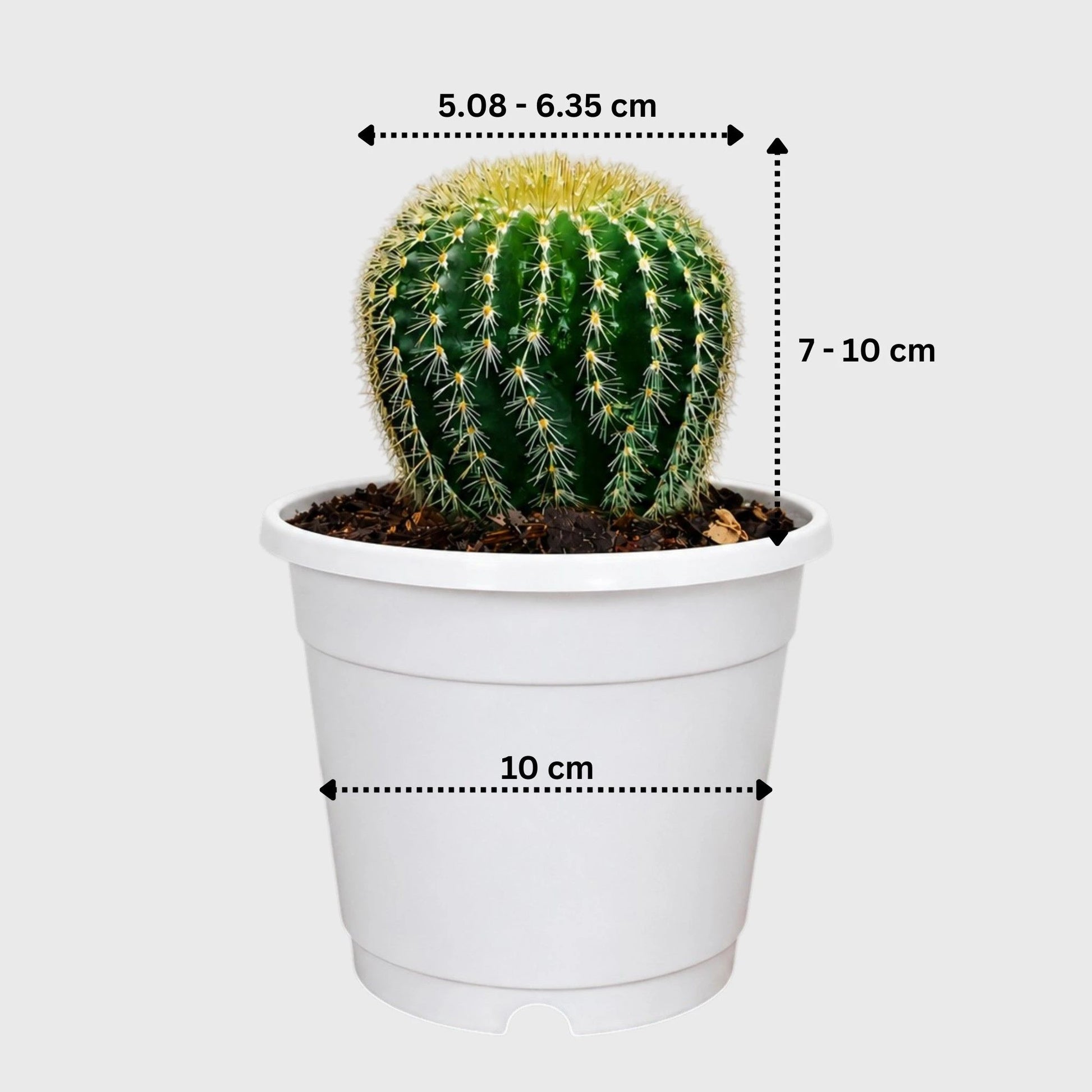 Parodia Leninghausii | Mature Flowering Golden Cactus