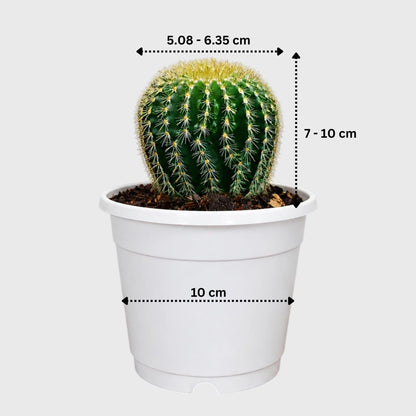 Parodia Leninghausii | Mature Flowering Golden Cactus