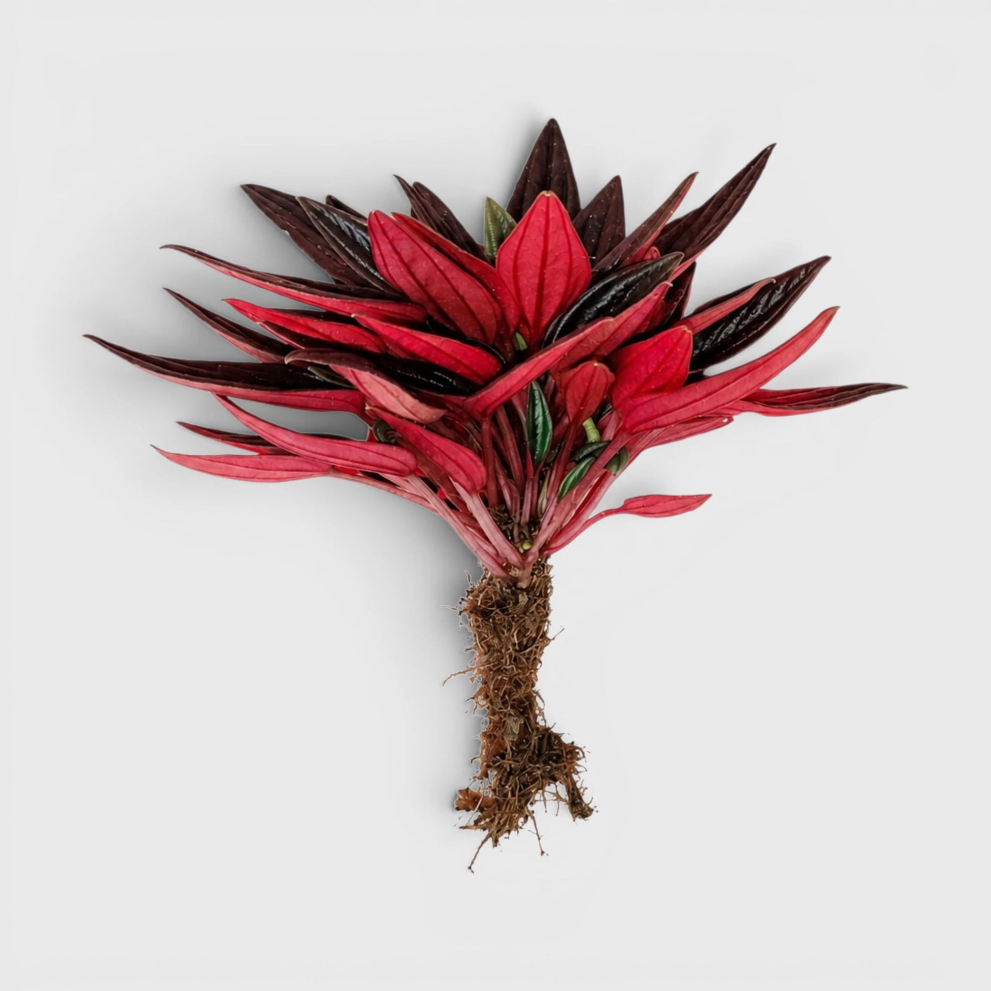 Peperomia Tanaman (Peperomia Caperata Red Rosso) Well Rooted Mature Indoor Plant