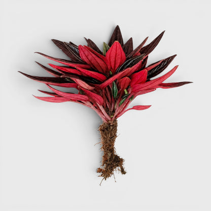Peperomia Tanaman (Peperomia Caperata Red Rosso) Well Rooted Mature Indoor Plant