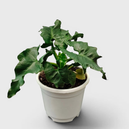 Rare Philodendron Atom | Compact Tropical Aroid Foliage Indoor Plant