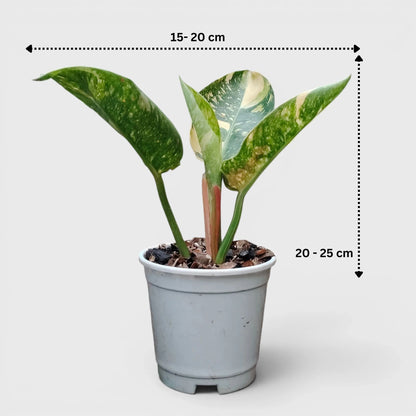 Rare Philodendron Green Congo Aurea Variegated – Golden Variegated Self-Heading Collector Aroid