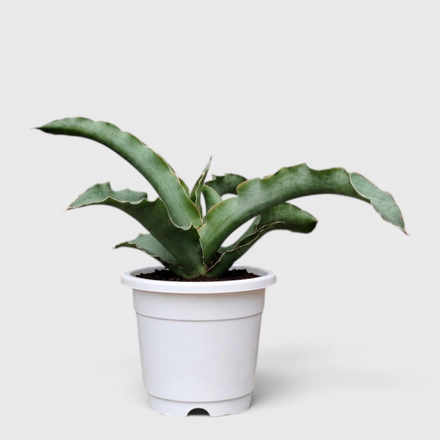 Sansevieria Kiboko Hybrid Rare Snake Plant | Well Rooted Mature Indoor Plant