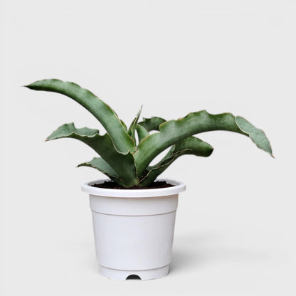 Sansevieria Kiboko Hybrid Rare Snake Plant | Well Rooted Mature Indoor Plant