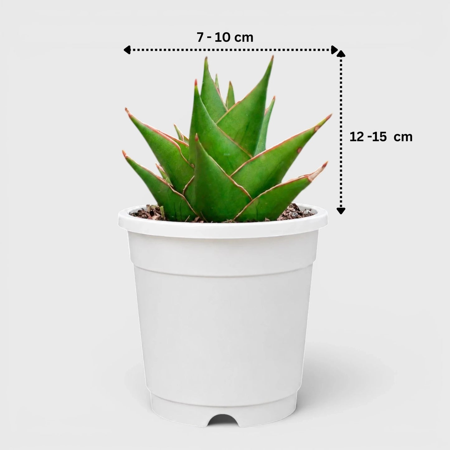 Rare Sansevieria Indonesian Tower Snake Plant | Well Rooted Mature Indoor Plant