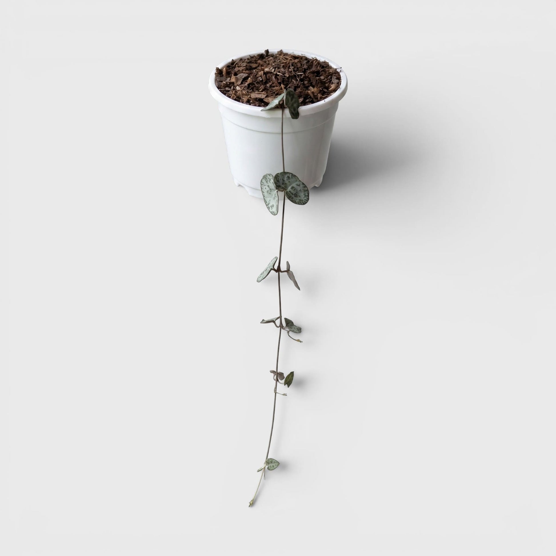 String of Hearts Non Variegated – Small Size Well Rooted Hanging Plant with Bulbs (1–2 Strings) | Home Decor Succulents | Bare Rooted