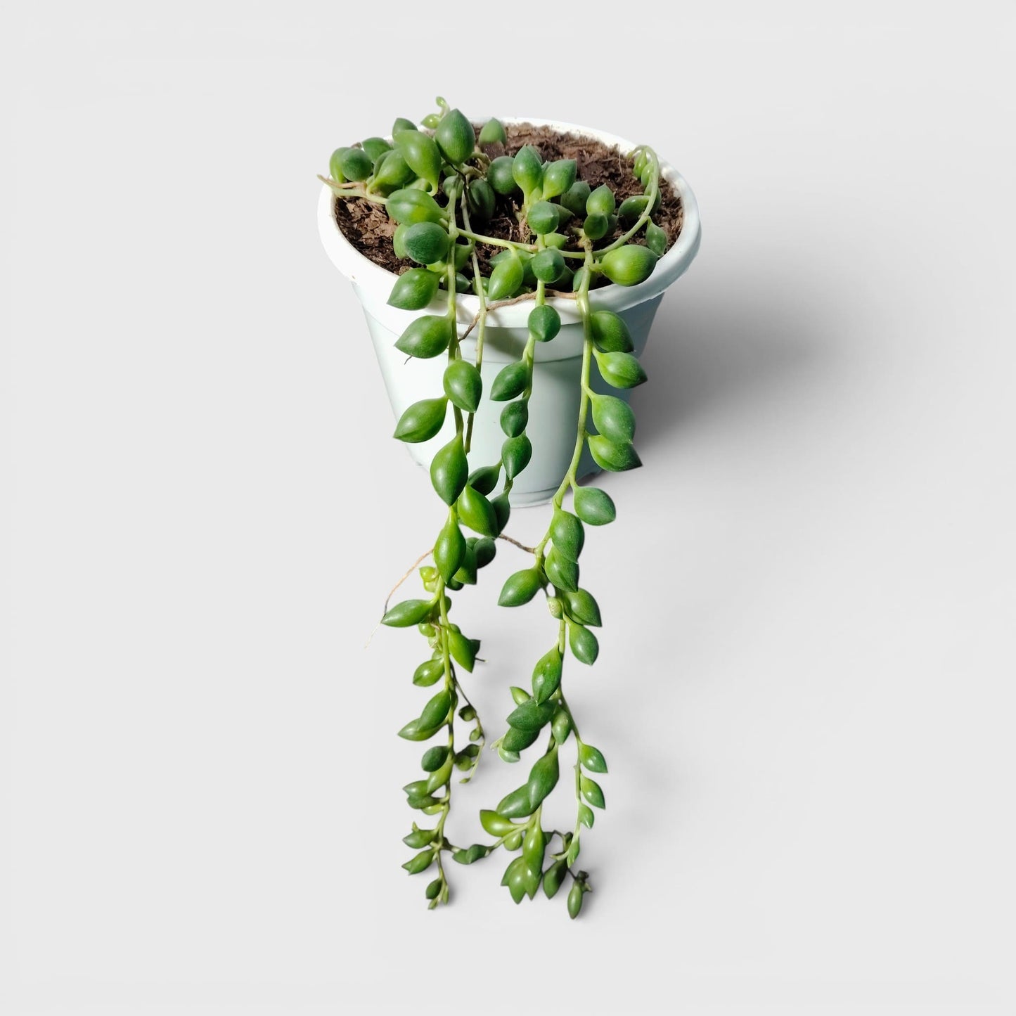 String of Tears (Non-Variegated) – Bushy Well Rooted Trailing Hanging Succulent | Low Maintenance Indoor Succulent | Bare Rooted