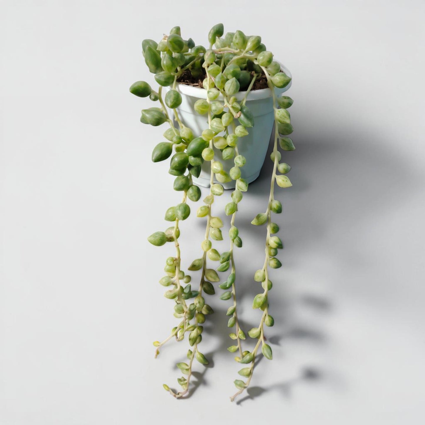 String of Tears Variegated – Bushy Well Rooted Trailing Hanging Succulent Plant | Low Maintenance Indoor Plant | Bare Rooted