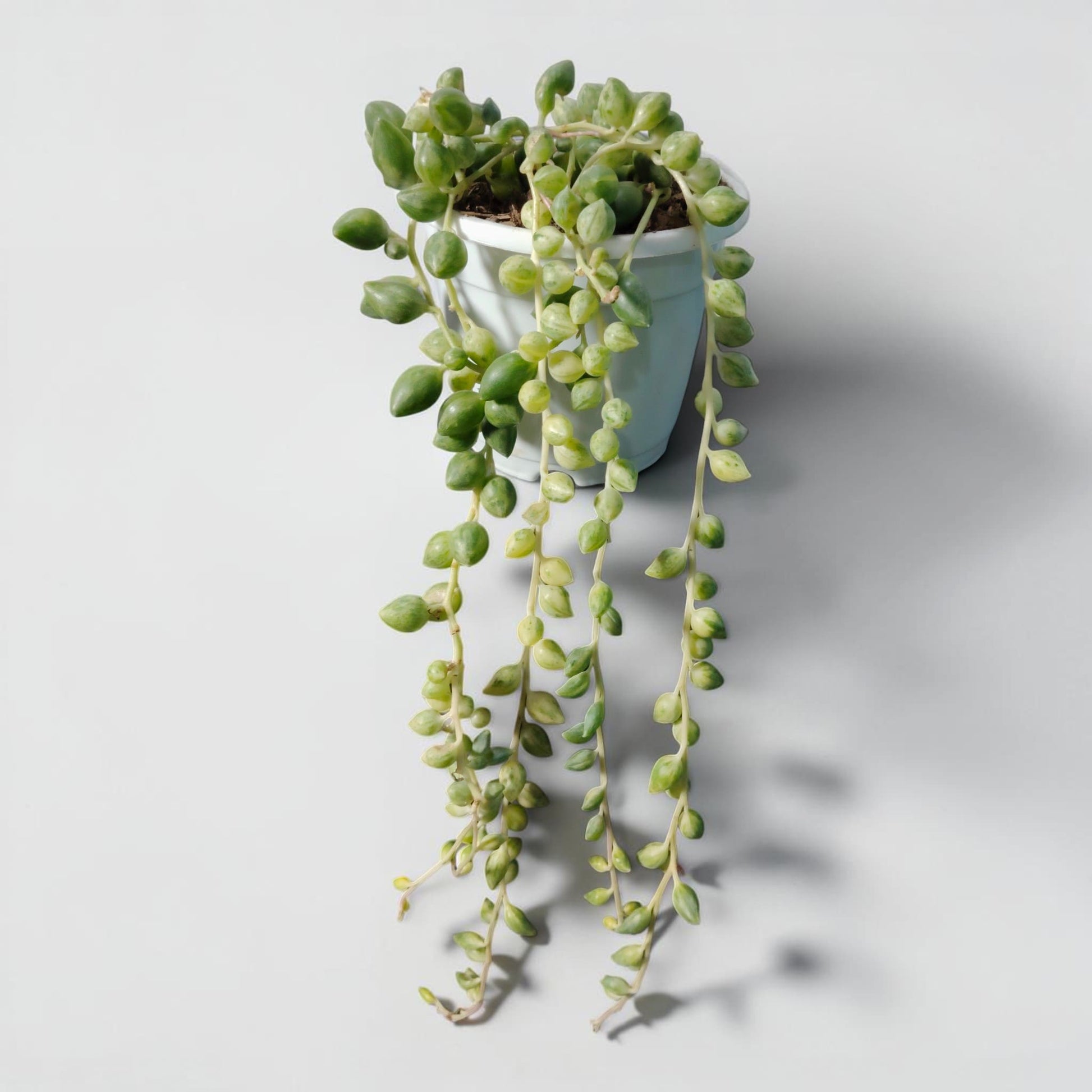 String of Tears Variegated – Bushy Well Rooted Trailing Hanging Succulent Plant | Low Maintenance Indoor Plant | Bare Rooted