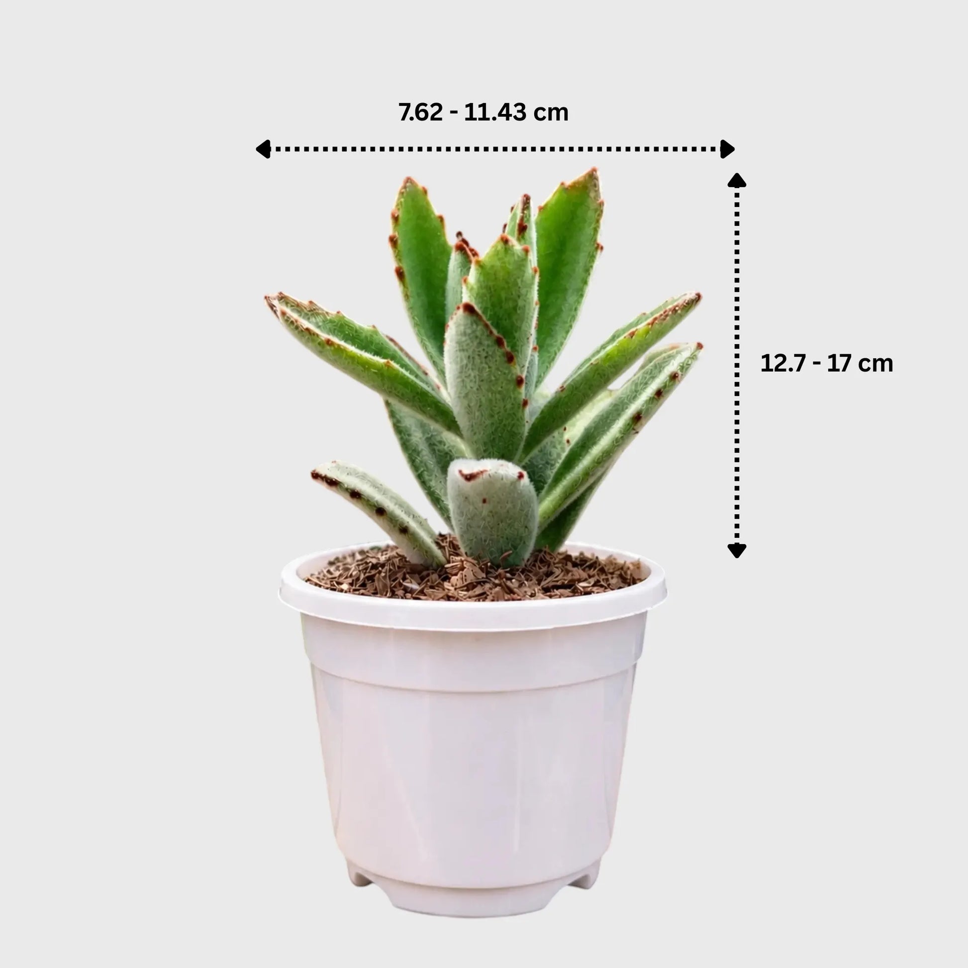 Healthy Kalanchoe Tomentosa succulent plant
