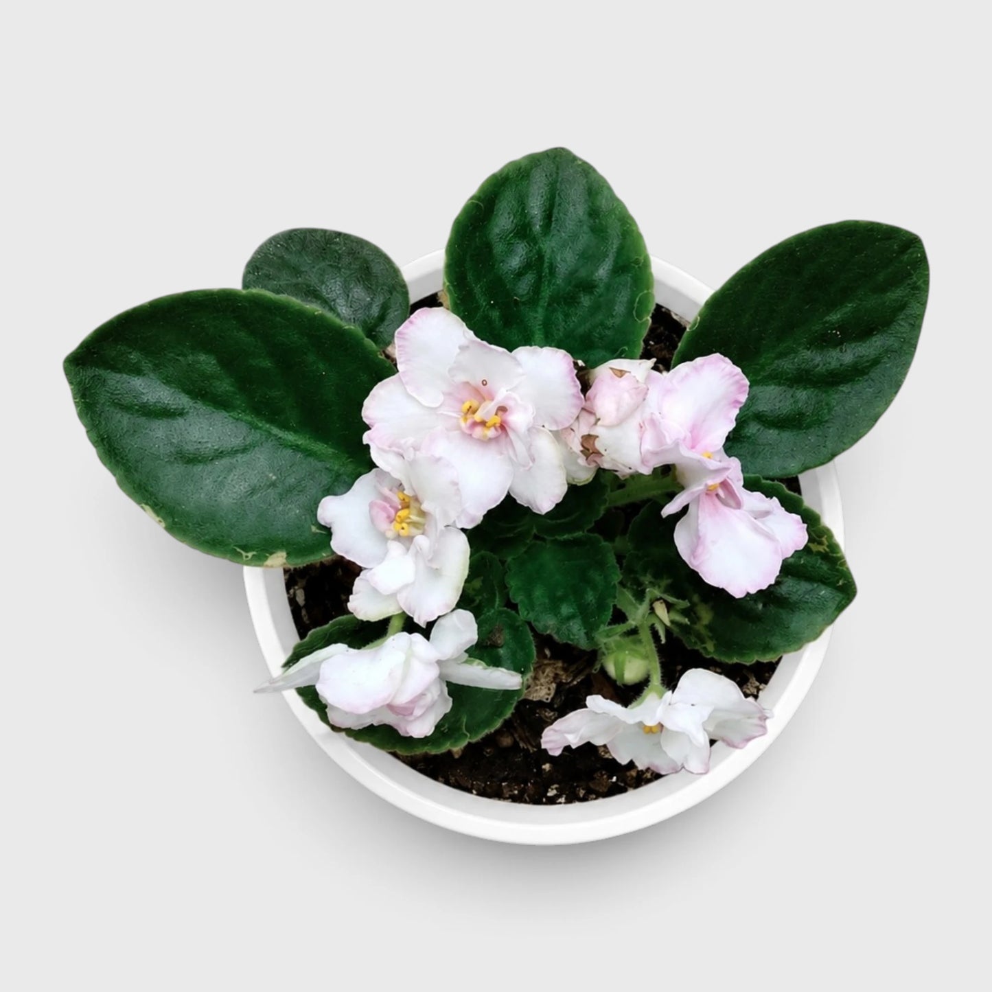 African Violet White Flower (Saintpaulia) – Mature Flowering Indoor Plant