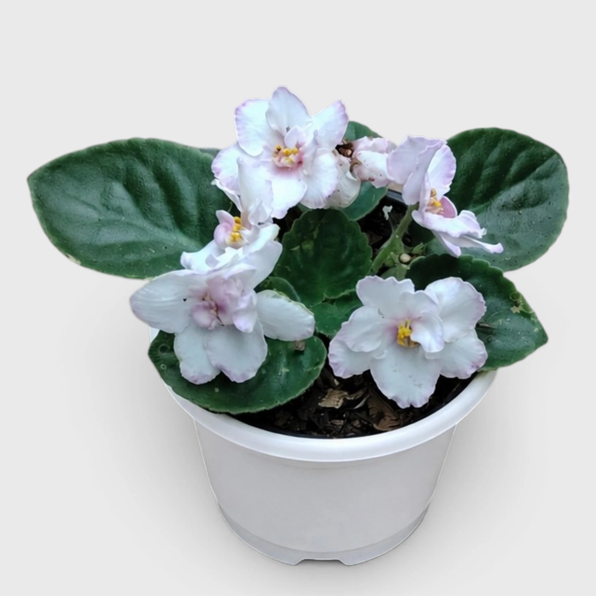 African Violet White Flower (Saintpaulia) – Mature Flowering Indoor Plant