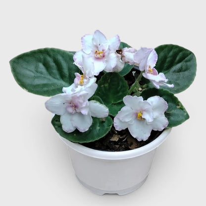 African Violet White Flower (Saintpaulia) – Mature Flowering Indoor Plant