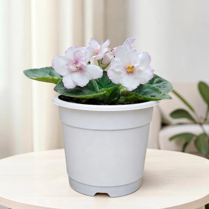African Violet White Flower (Saintpaulia) – Mature Flowering Indoor Plant