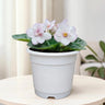 African Violet White Flower (Saintpaulia) – Mature Flowering Indoor Plant