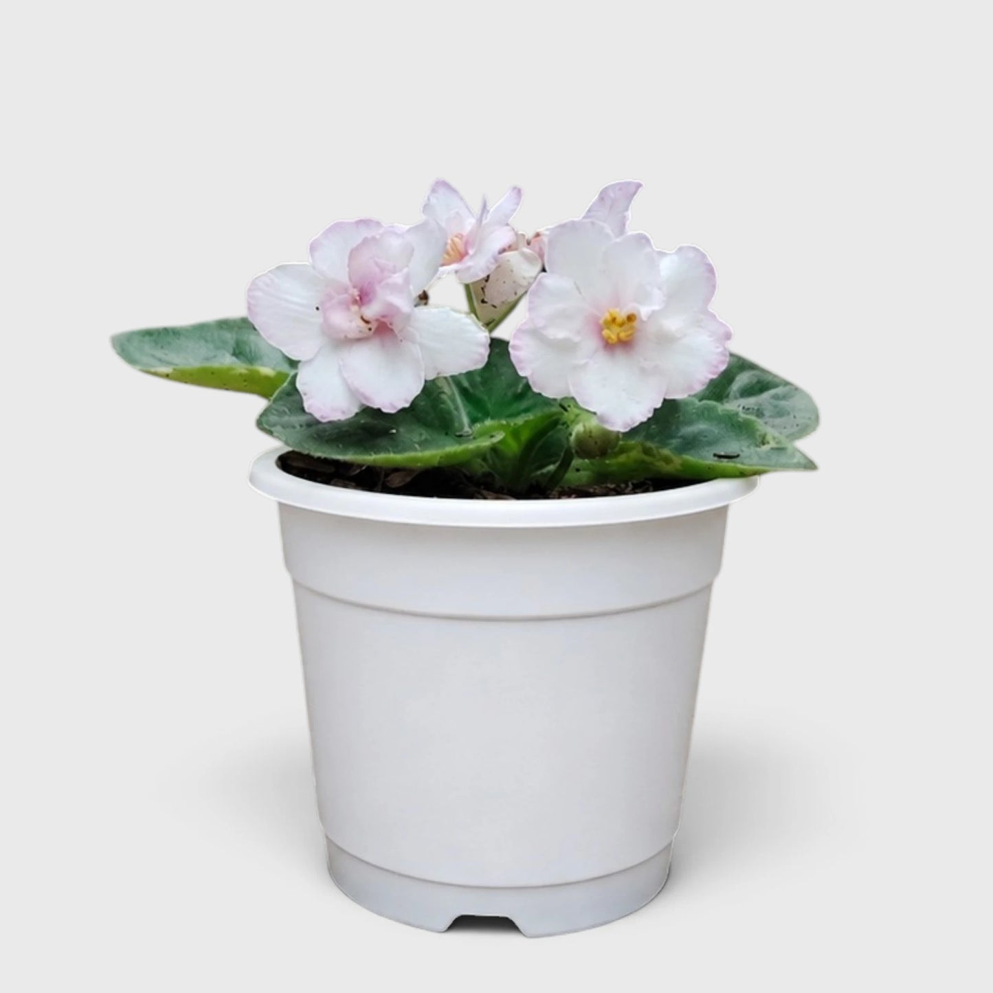 African Violet White Flower (Saintpaulia) – Mature Flowering Indoor Plant