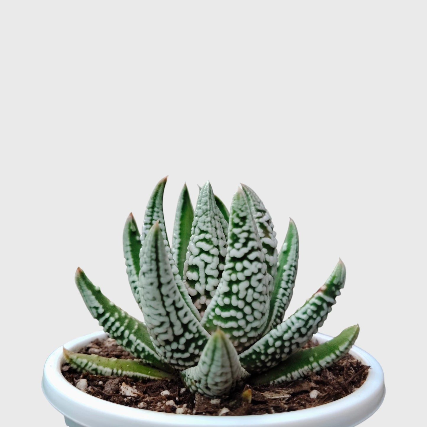 Super White Haworthia Pumila Tears of Angel Hybrid – Rare Premium Collector Succulent